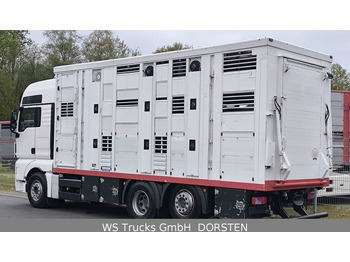 Tovornjak za prevoz živine MAN TGX 26.440 FG 6x2  Menke Janzen 3 Stock: slika 3