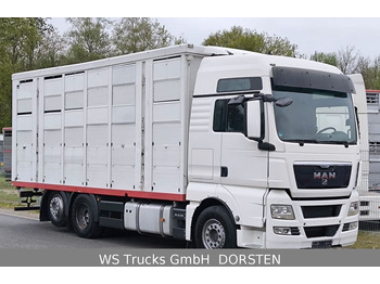 Tovornjak za prevoz živine MAN TGX 26.440 FG 6x2  Menke Janzen 3 Stock: slika 2