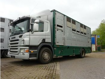Tovornjak za prevoz živine Scania P 380 mitt Menke Doppelstock: slika 1