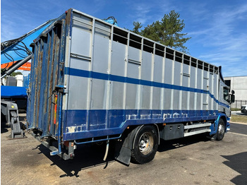 Tovornjak za prevoz živine Scania P310 4x2 LIVESTOCK / VEEWAGEN / TIERTRANSPORT / BETAILLERE - ALU BOX 7m - MANUAL - A/C - BELGIAN TRUCK: slika 5