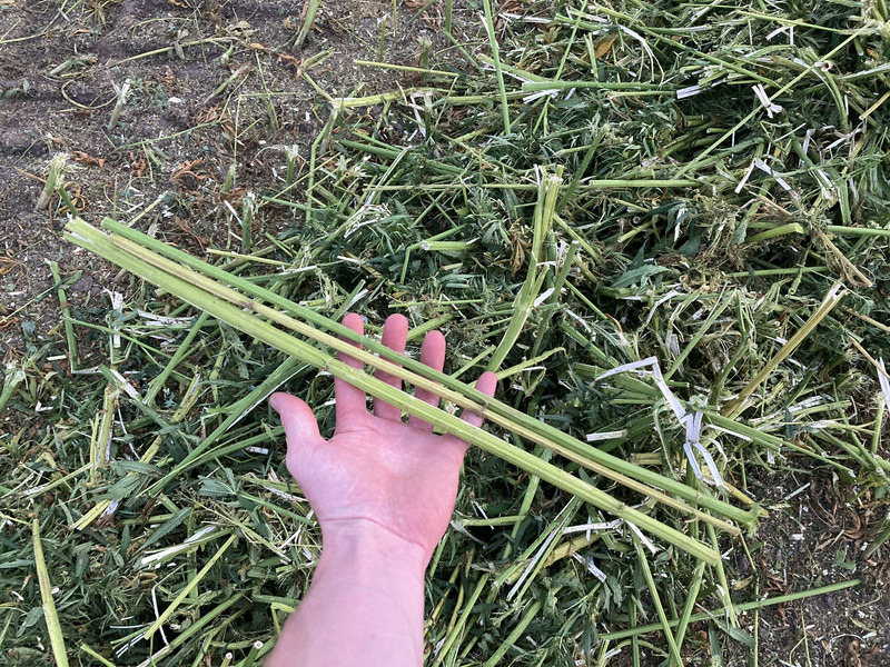 New Holland FR9060 for hemp harvest hemp harvester - Kombajn za krmo: slika 5 New Holland FR9060 for hemp harvest hemp harvester - Kombajn za krmo: slika 5