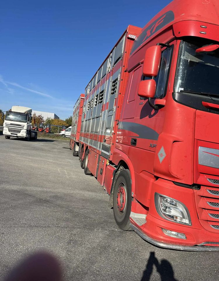 DAF XF 530 + Przyczepa Pezzaoli - 3X Trzoda, 2 X Bydło I 3 poziomy I Podnoszony dach I Hydroburta I Osie Skrętne I Poidła I Wentylatory I Pilot Manualny | - Tovornjak za prevoz živine: slika 4 DAF XF 530 + Przyczepa Pezzaoli - 3X Trzoda, 2 X Bydło I 3 poziomy I Podnoszony dach I Hydroburta I Osie Skrętne I Poidła I Wentylatory I Pilot Manualny | - Tovornjak za prevoz živine: slika 4