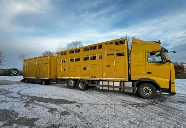 Volvo FH 420 • KABA • Transport Zwierząt 3xŚwinie/ 2xBydło 3-piętrowy • Euro 5 • Retarder • Oś podnoszona i skrętna - Tovornjak za prevoz živine: slika 3 Volvo FH 420 • KABA • Transport Zwierząt 3xŚwinie/ 2xBydło 3-piętrowy • Euro 5 • Retarder • Oś podnoszona i skrętna - Tovornjak za prevoz živine: slika 3