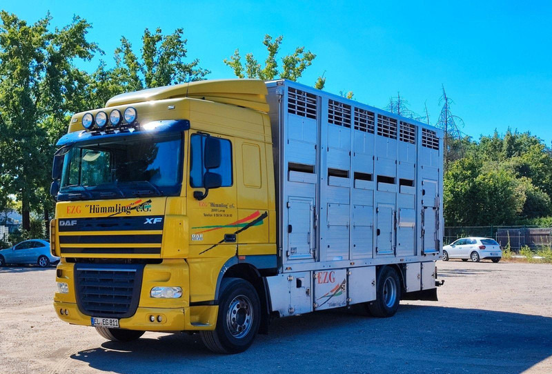 DAF XF410 Menke Doppelstock - Tovornjak za prevoz živine: slika 1 DAF XF410 Menke Doppelstock - Tovornjak za prevoz živine: slika 1