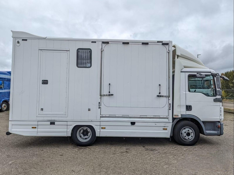 MAN TGL 12.250 - Horse transporter - Tovornjak za prevoz konj: slika 5 MAN TGL 12.250 - Horse transporter - Tovornjak za prevoz konj: slika 5
