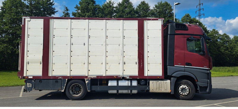Mercedes-Benz Actros 1851 - Tovornjak za prevoz živine: slika 2 Mercedes-Benz Actros 1851 - Tovornjak za prevoz živine: slika 2